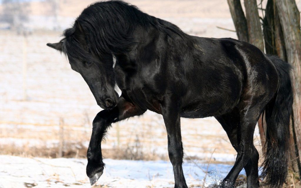Cool Black Horse Names