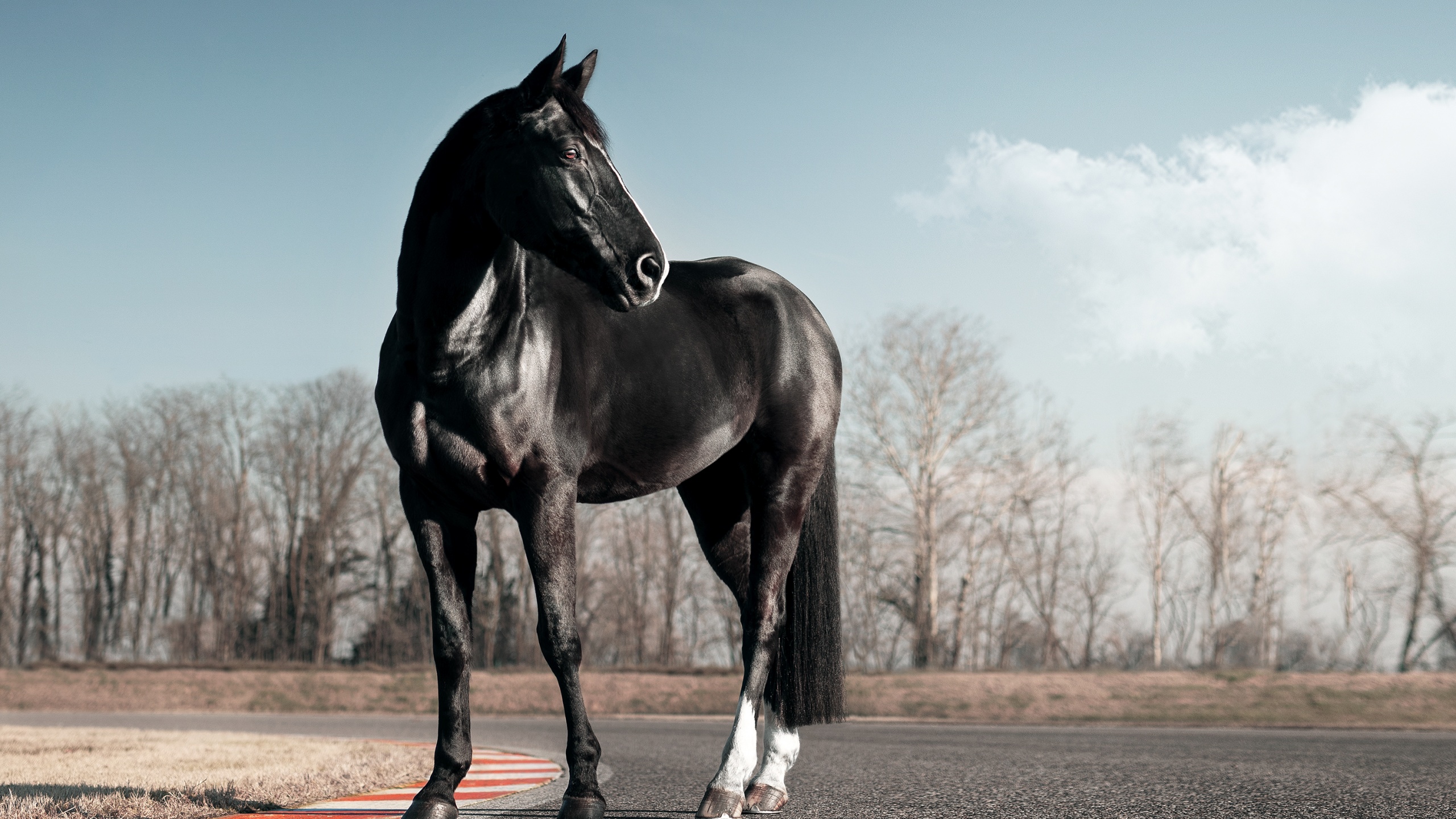 Cool Black Horse