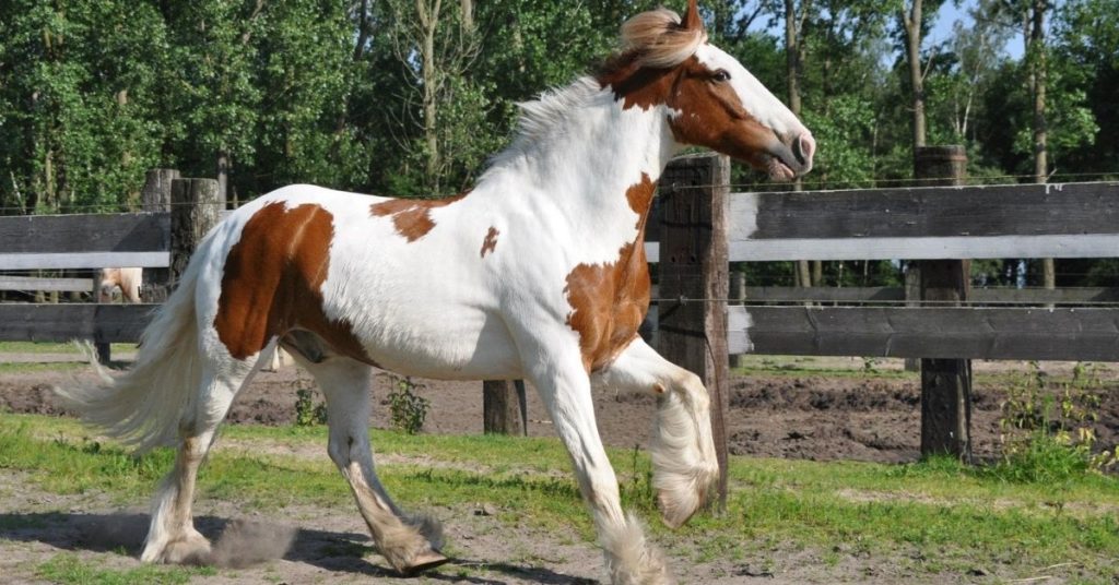 Paint Horse Names Females